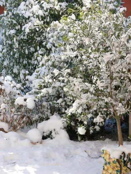 Pflanzen vor Frost in Matten aus Filz oder Holz schützen.