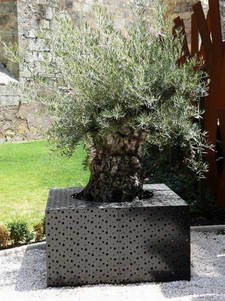 Olivenbaum im Topf: Auch moderne Pflanzgefe knnen optisch viel hermachen