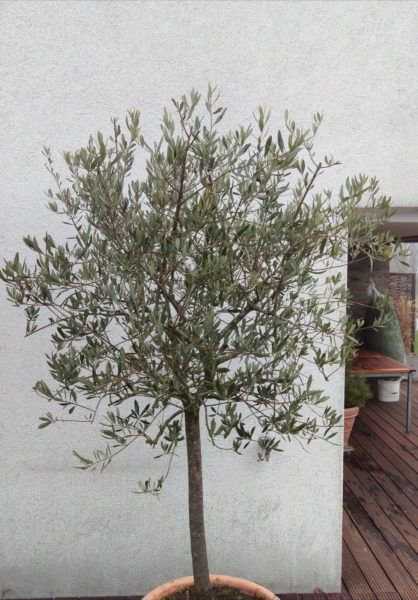 Bild: Der Olivenbaum nach dem Schnitt