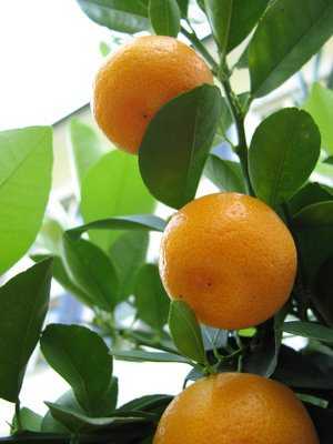 Kiwis haben deutlich mehr Vitamin-C als Orangen