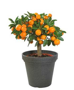 Orangenbäumchen