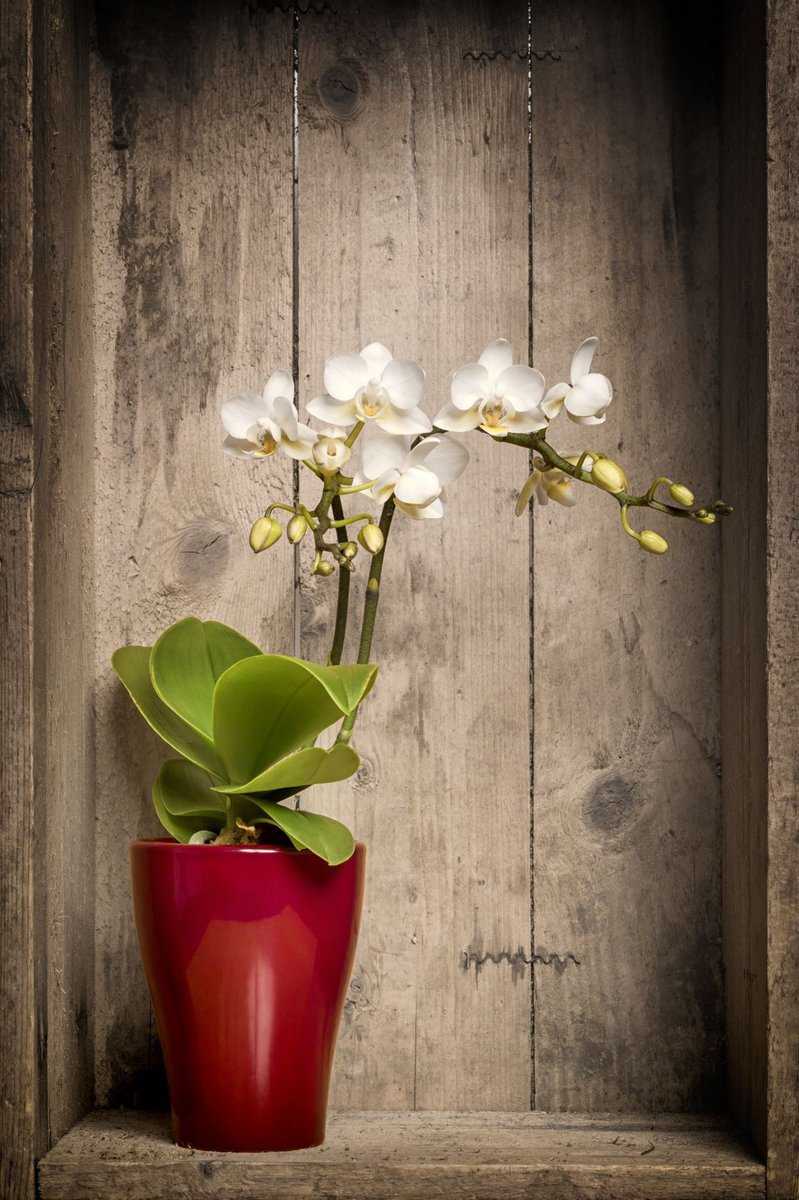 Mini Orchidee in voller Blüte