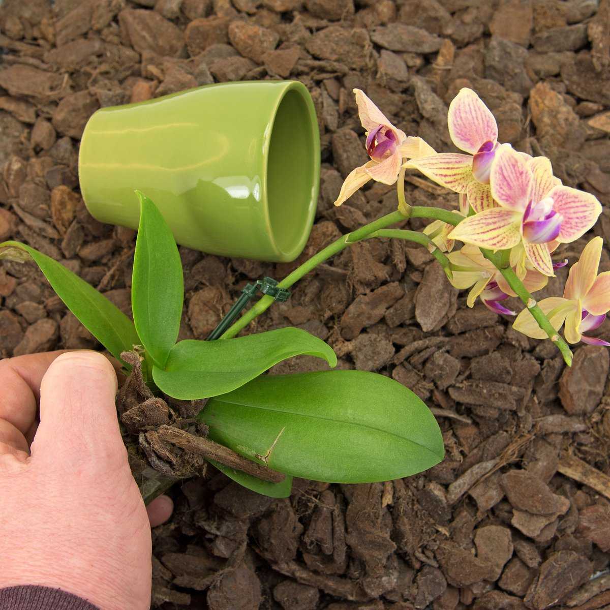 Orchideen regelmäßig in frisches Substrat umtopfen