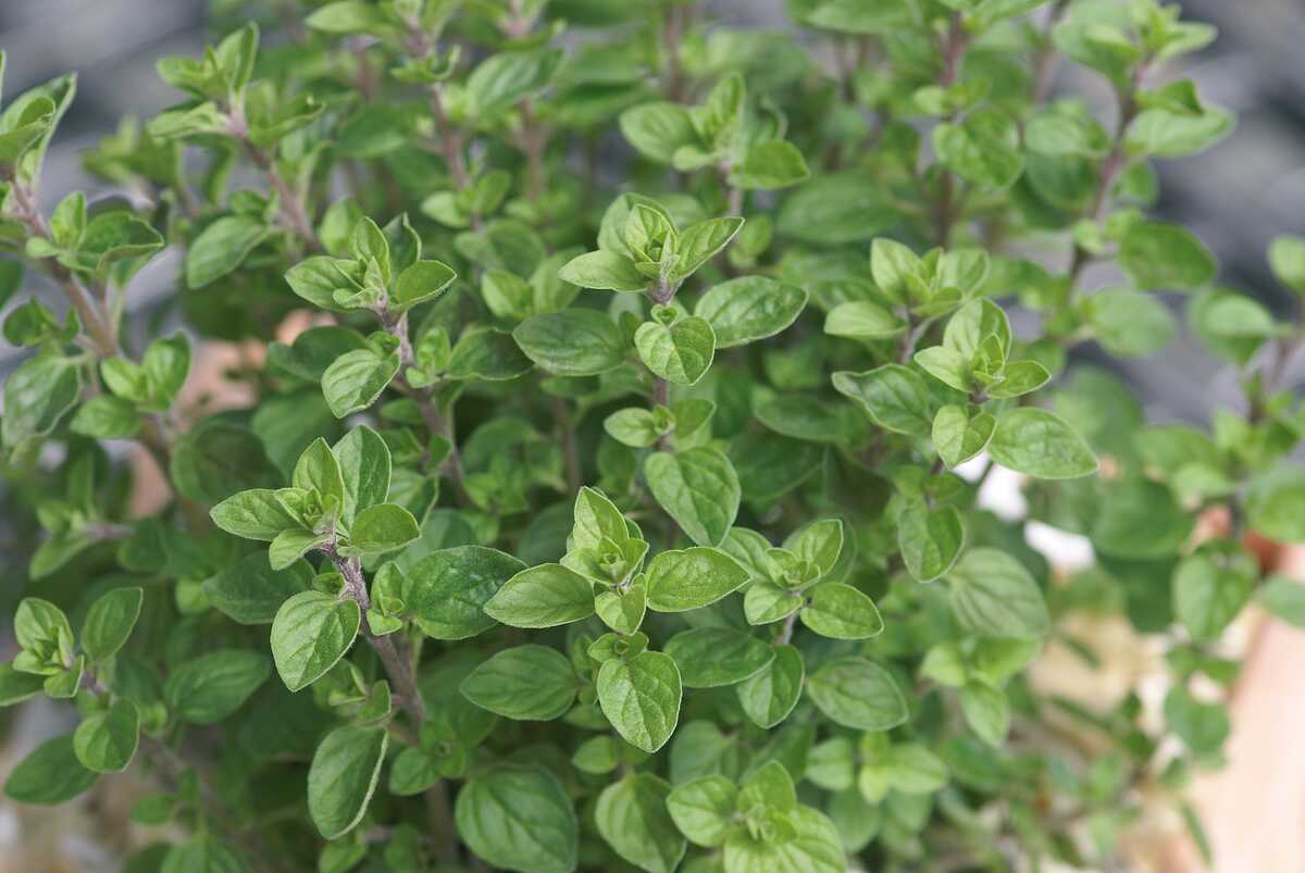 Origanum vulgare 'Margeritha'