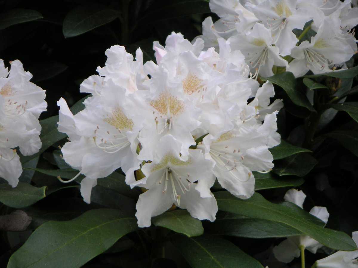 50cm Rhododendron-Hybride 'Cunningham's White' 4 L Topf gewachsen ca 
