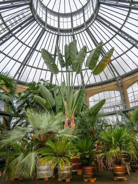 Palmen in Amsterdam - der Hortus Botanicus - Mein Mediterraner Garten