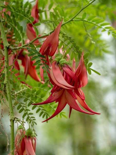 Botanische Garten Berlin