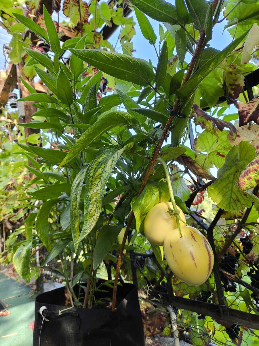Pepino