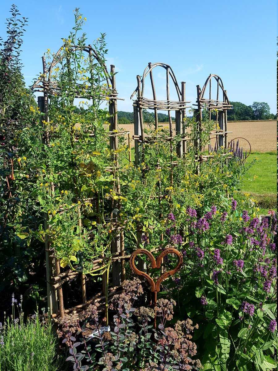 Peruanische Wildtomate Ranka Tessin Lubera