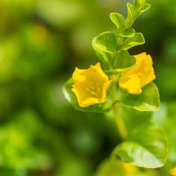 Blüte am Pfennigkraut