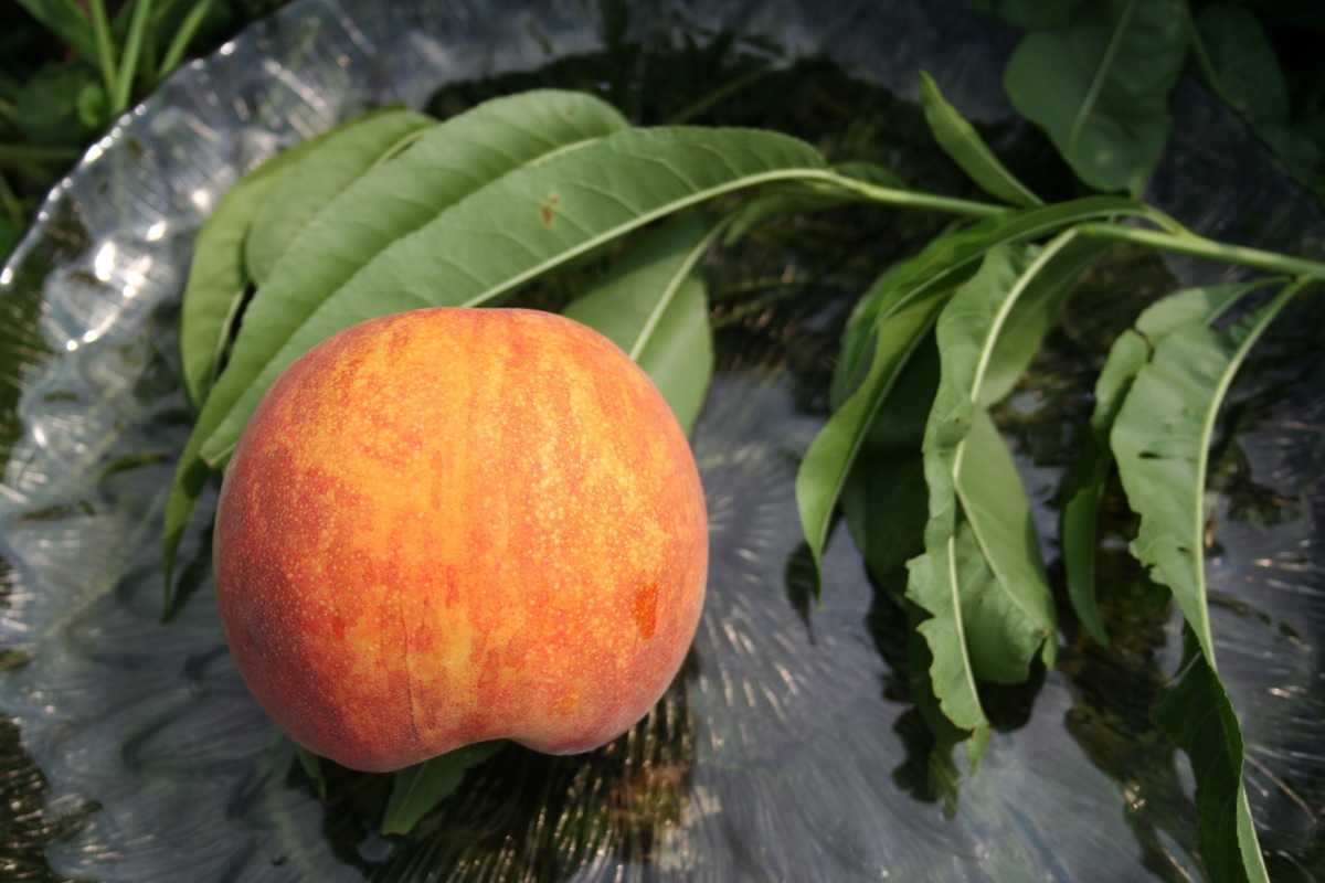 Pfirsich Harrow Beauty: Prunus persica im Lubera Online Shop kaufen