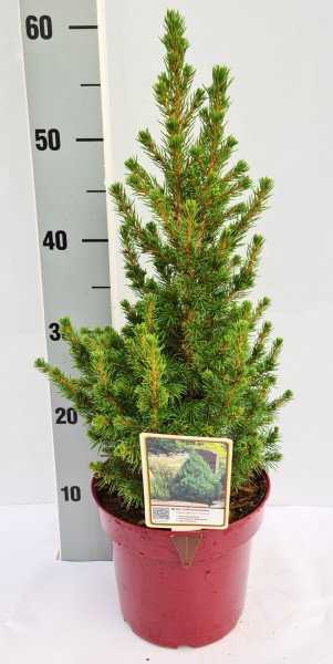 Picea glauca Conica ca 25 cm Zuckerhutfichte Fichte