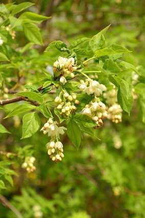 Staphylea pinnata