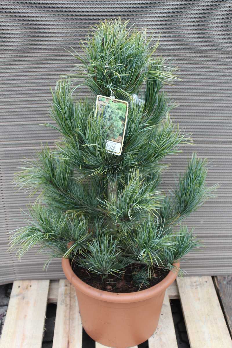 Pinus cembra Zirbelkiefer Westerstede 50-60cm 