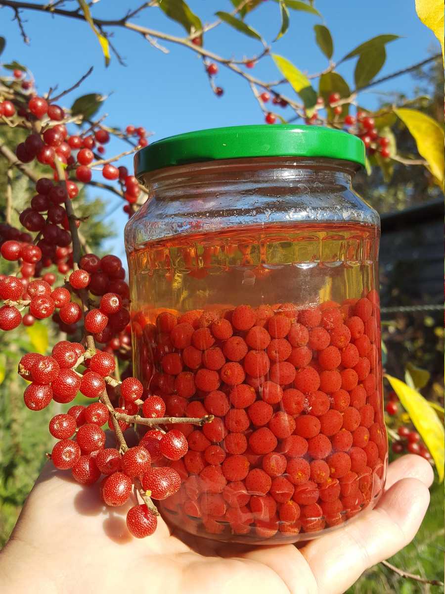 Pointilla Pünktchenbeere Likör Lubera