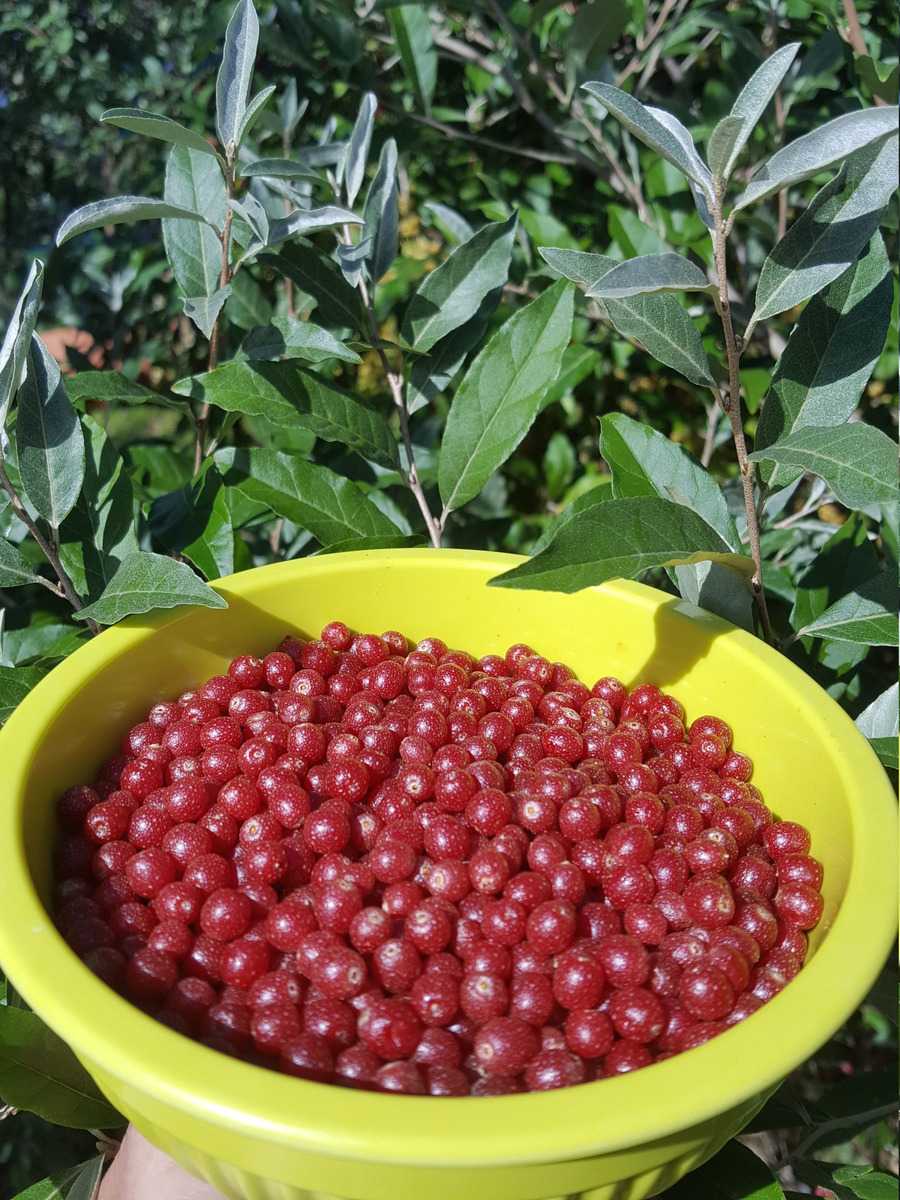 Pointilla Pünktchenbeere Lubera