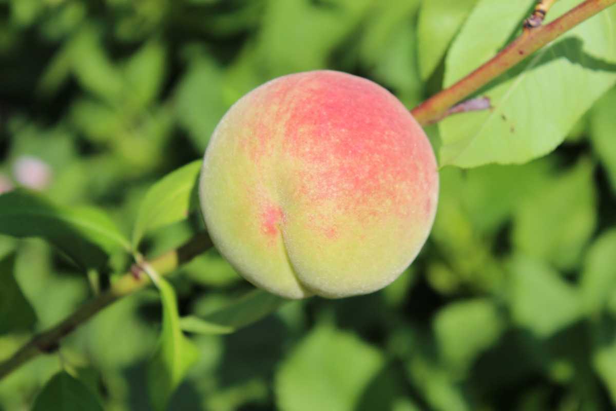 Poysdorfer Weinbergpfirsich: Lubera.de