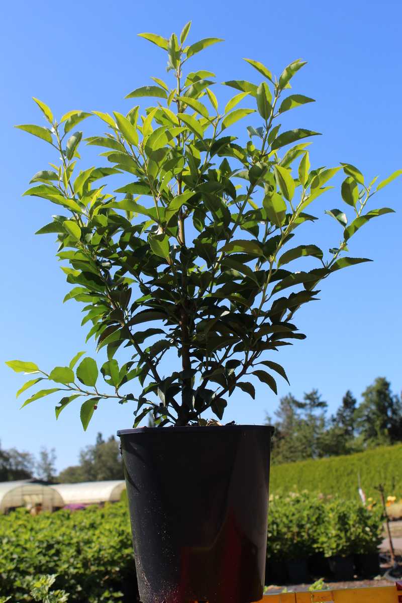Prunus lusitanica 'Angustifolia' - Portugiesischer