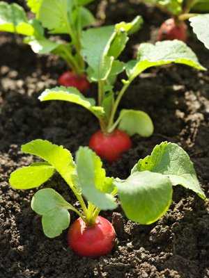 Schrebergärten sind ideal, um Gemüse und Obst selbst anzubauen