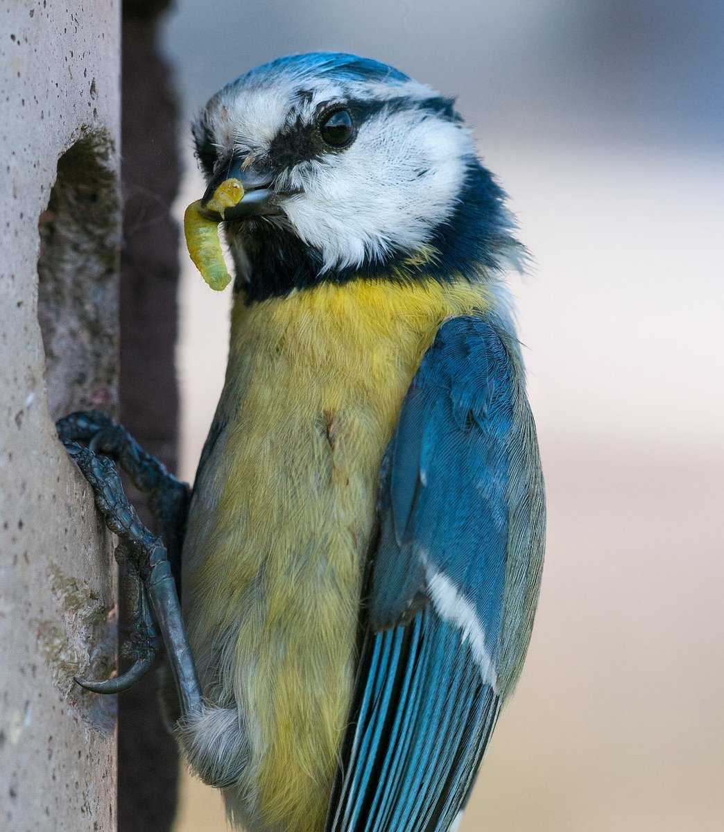 Gartenvögel sind natürliche Feinde der Raupen