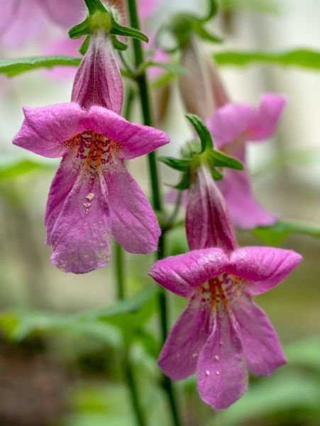 Rehmannia elata