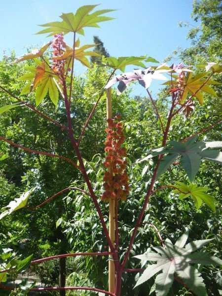 Wunderbaum Duftflakton Vanilla kaufen bei OBI