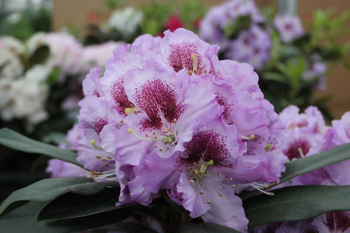 Rhododendron ‚Pfauenauge‘ ® INKARHO 30-40 cm im Container 