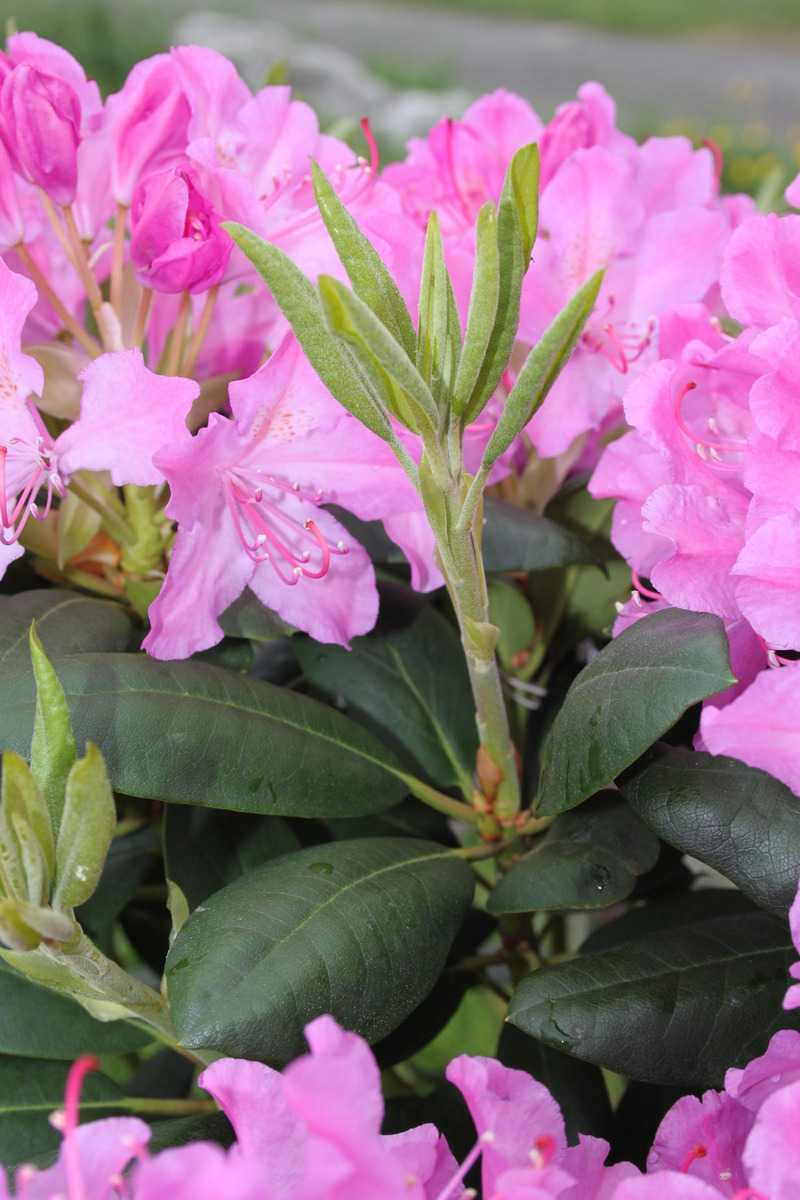3 Stück Rhododendron Roseum Elegans Rosa Blüten immergrüne Strauch im Topf 