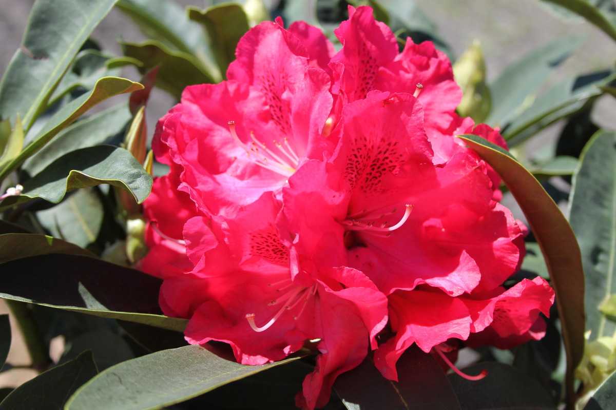 Rhododendron Wilgens Ruby 40 cm hoch im 4 Liter Pflanzcontainer 