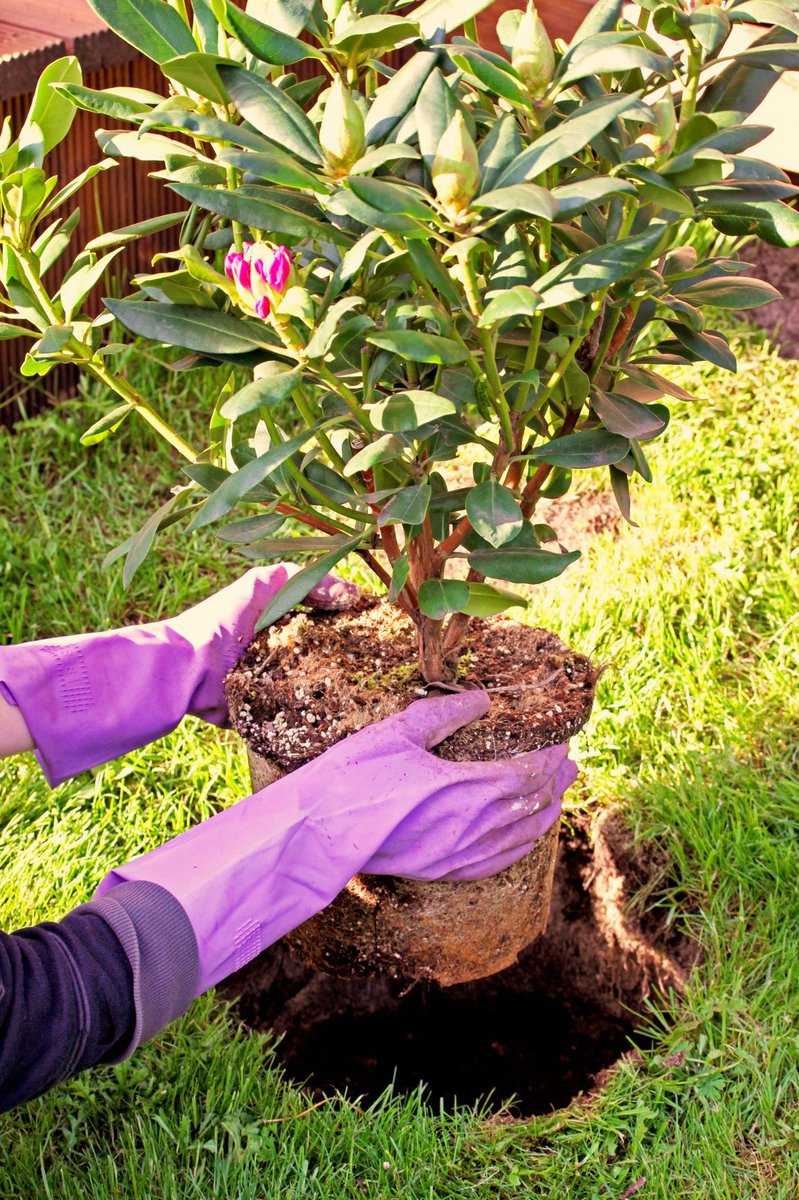 Pflanzen eines jungen Rhododendrons