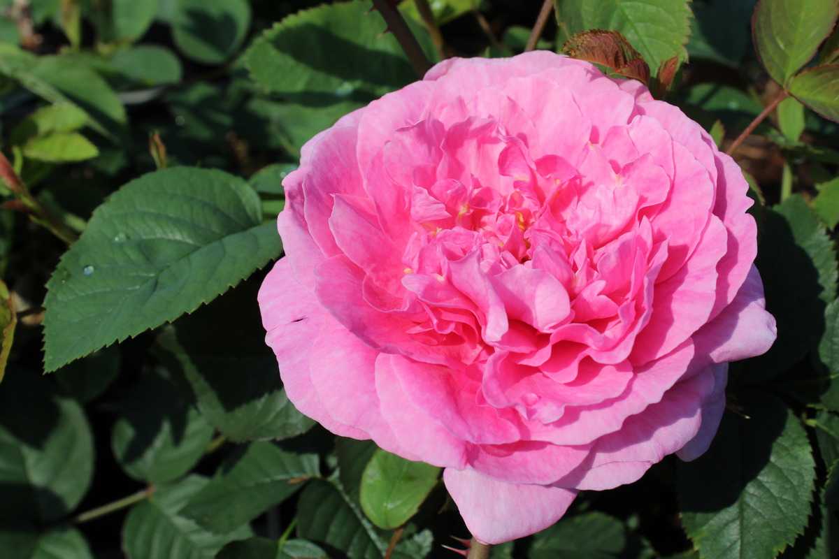 S rose