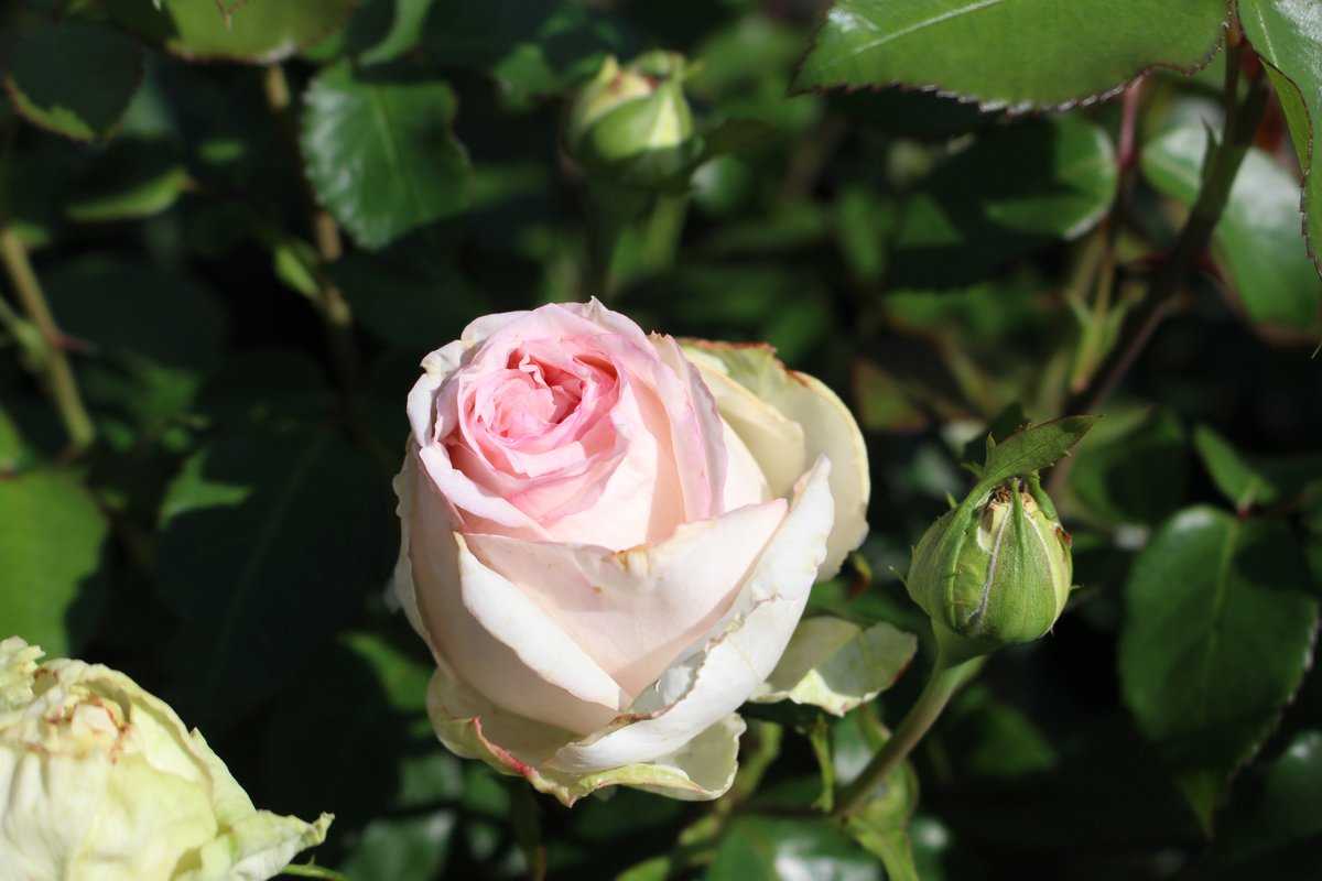 Duft-Edelrose 'Nostalgie®', Container