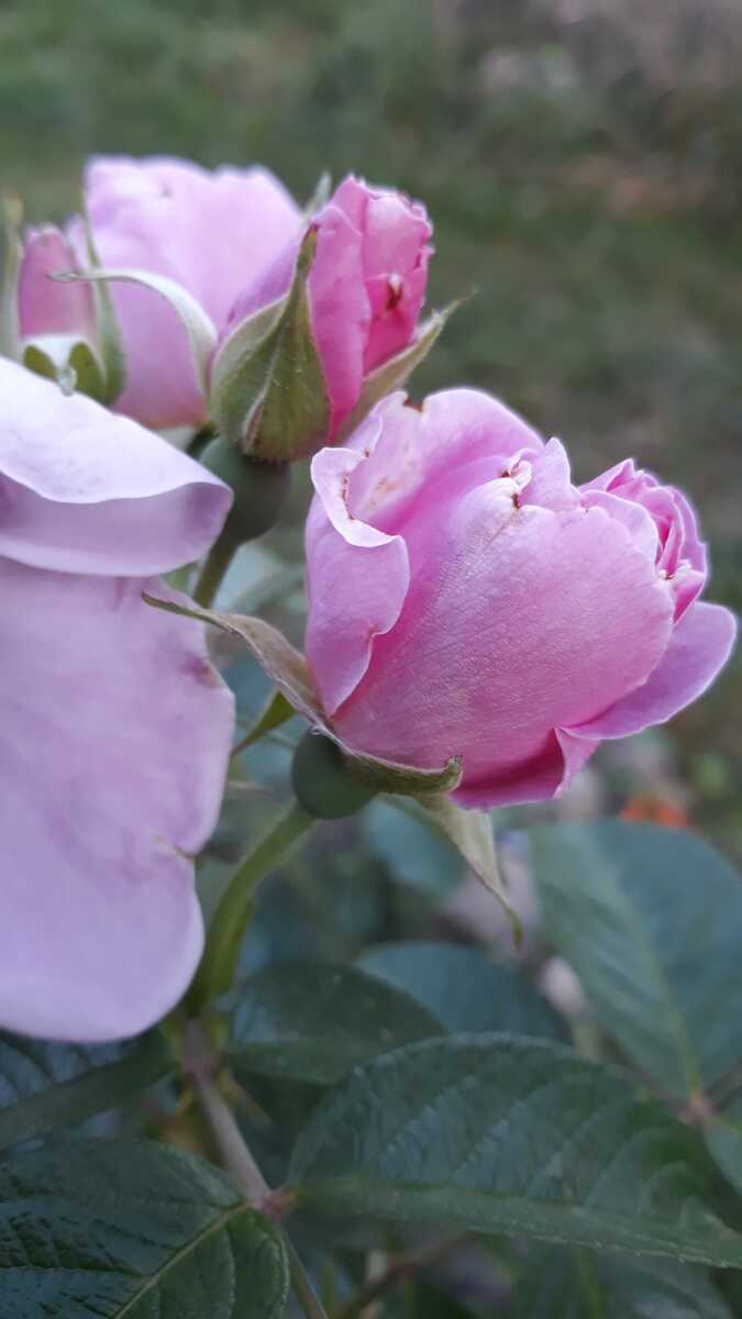 Rosa vans mit rosen discount
