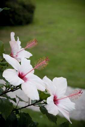 Hibiskusblüte