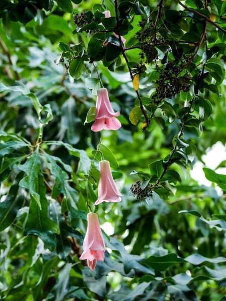 Lapageria rosea