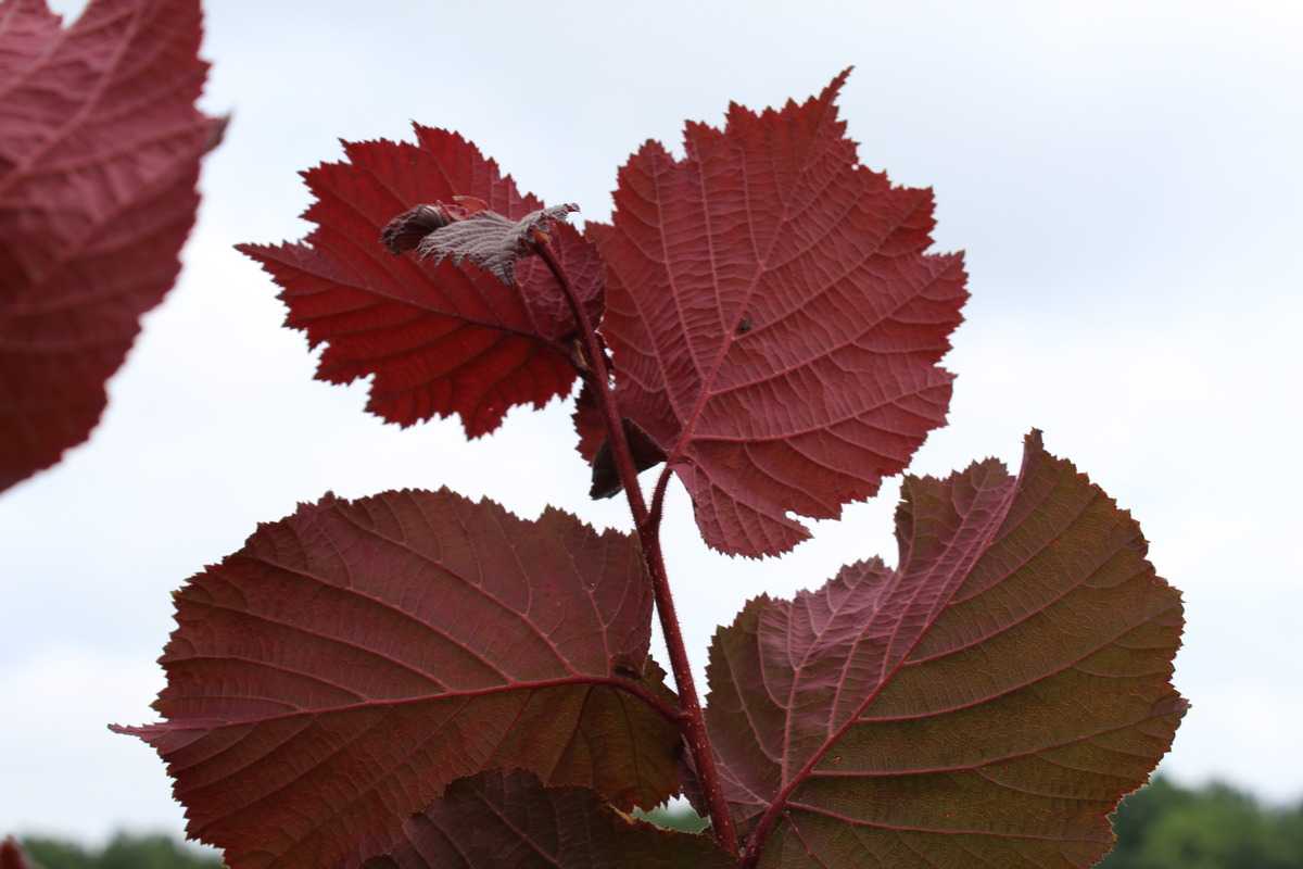 Rotblättrige Zellernuss günstig bei LUBERA® bestellen | Obstbäume & Gemüsepflanzen