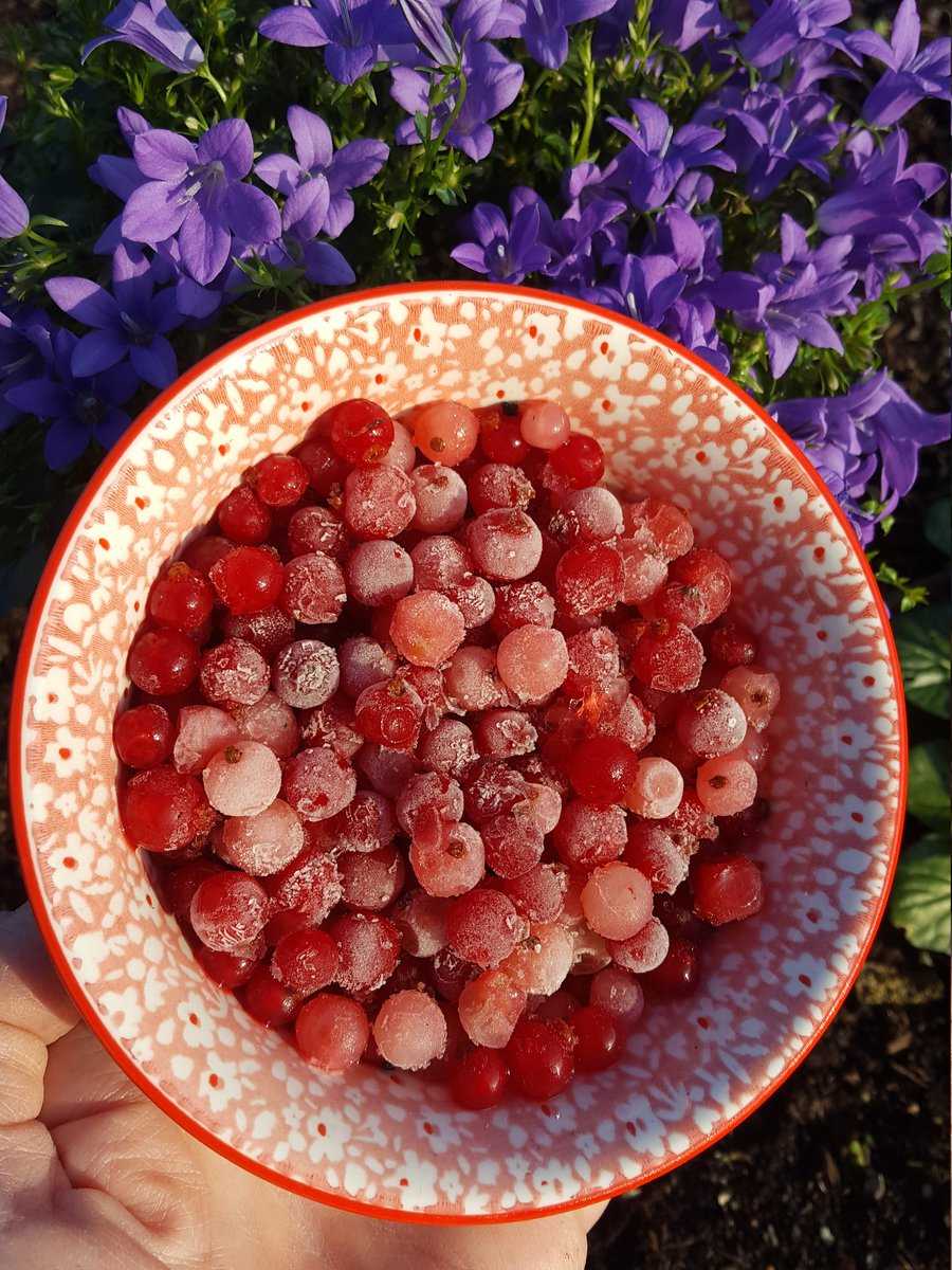 Rote Johannisbeeren gefroren