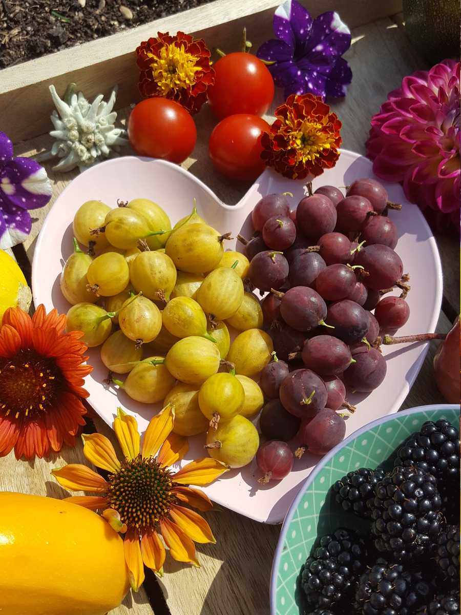 Stachelbeeren Ranka Tessin