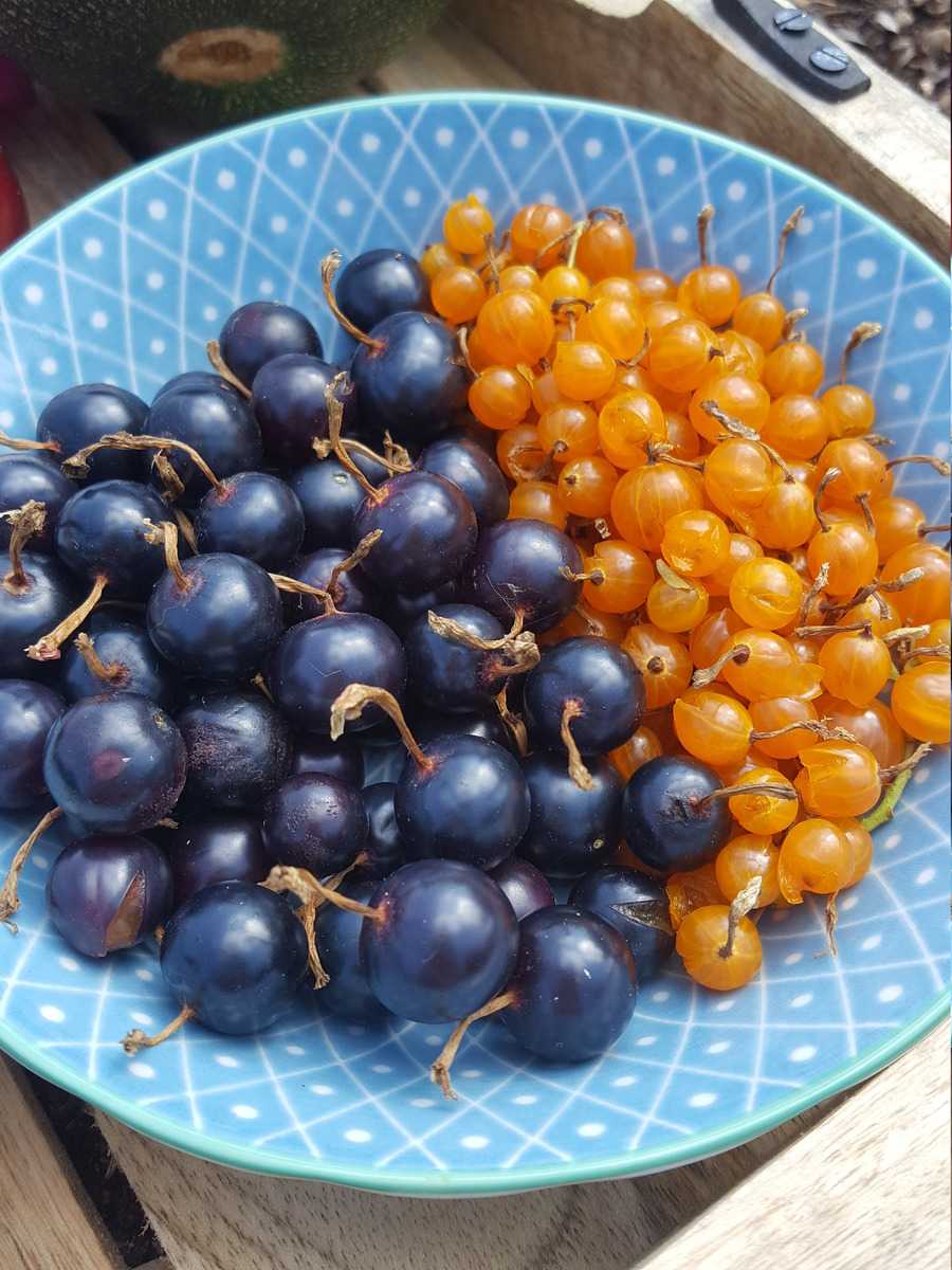 Vierbeeren und Stachelbeeren Ranka Tessin