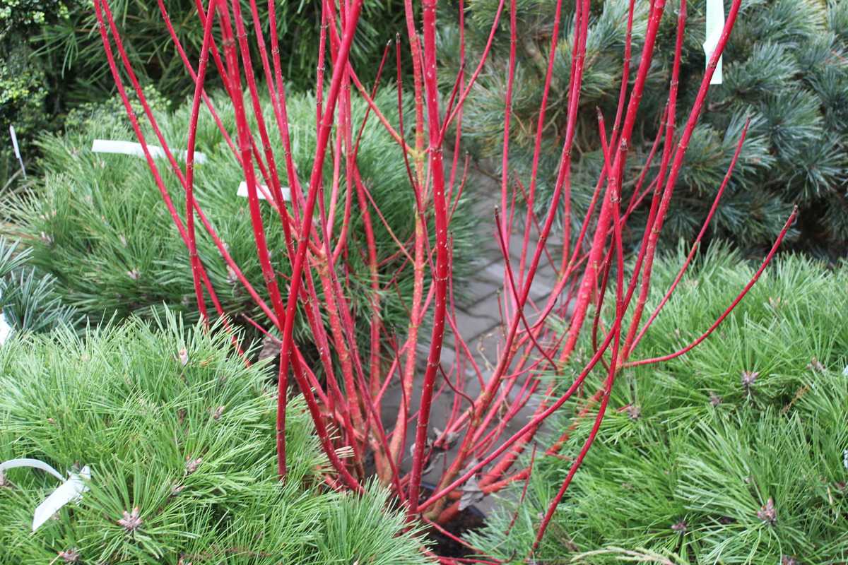Rotholz Hartriegel Cornus alba Sibirica 40-60cm rote Holzfärbung im Winter 