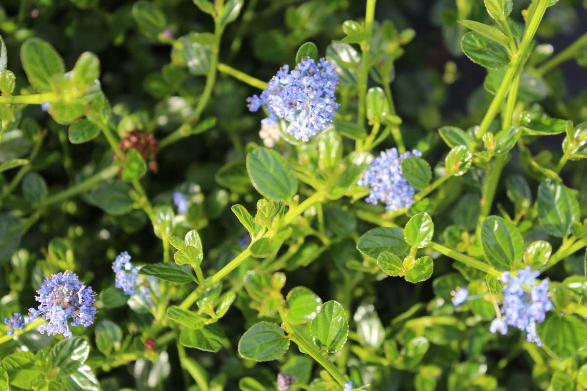 Säckelblume 'Victoria'