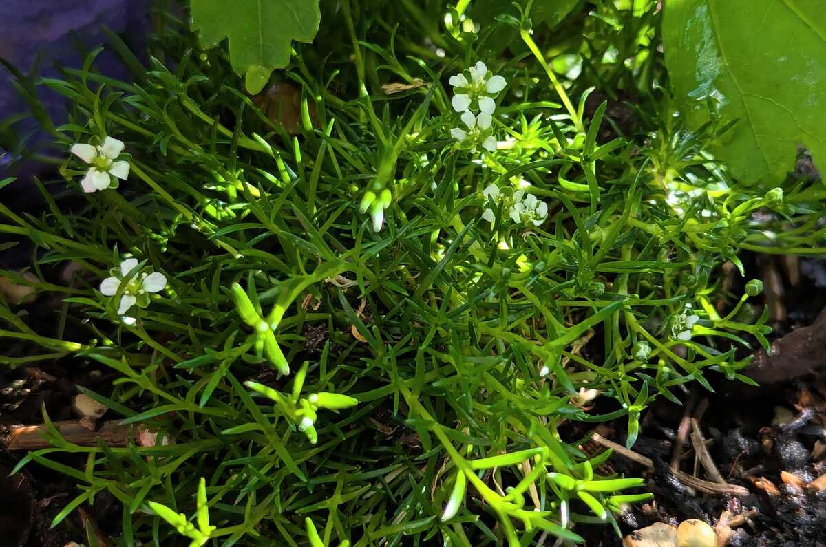 Sagina subulata 'Minima'