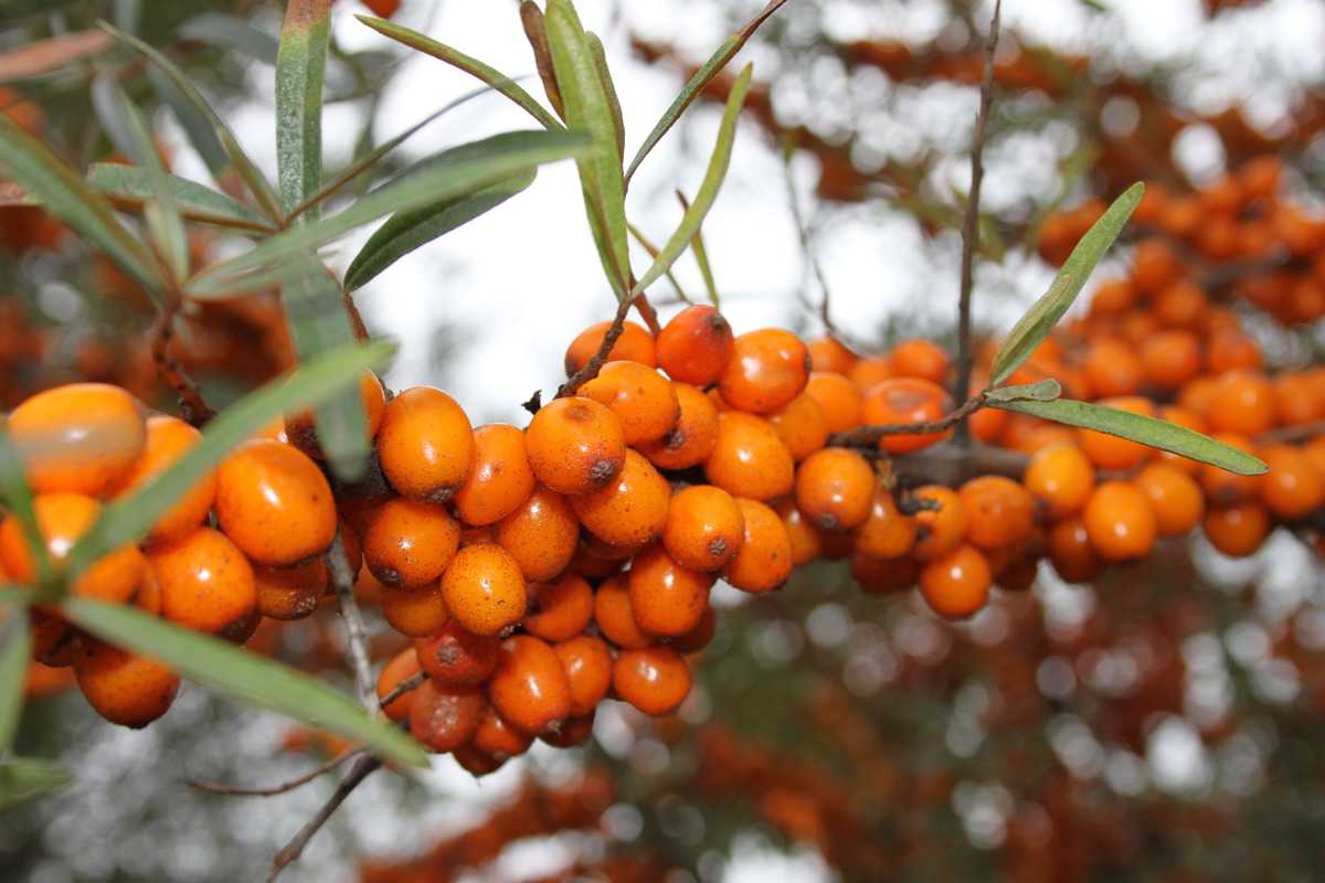 Hippophae rhamnoides: Sanddorn Leikora online kaufen