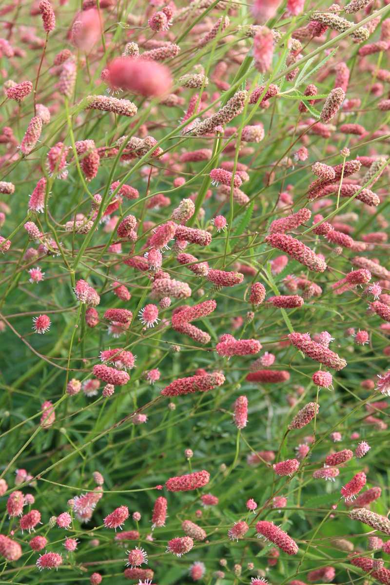 Кровохлебка обыкновенная. Кровохлебка Sanguisorba. Кровохлебка Tanna. Кровохлебка тонколистная. Кровохлебка Пинк Танна.