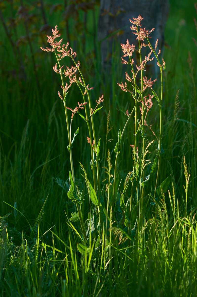 Sauerampfer, Rumex acetosa