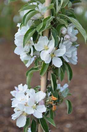 Blhender Sulenapfel