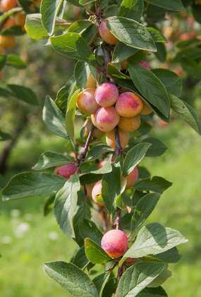 Säulenmirabelle