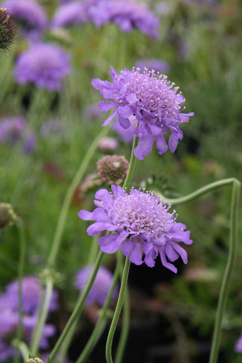 Scabiosa columbaria Butterfly Blue Lubera