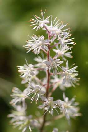 Schaumblüte, Tiarella