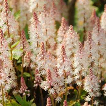 Bluehende Tiarella